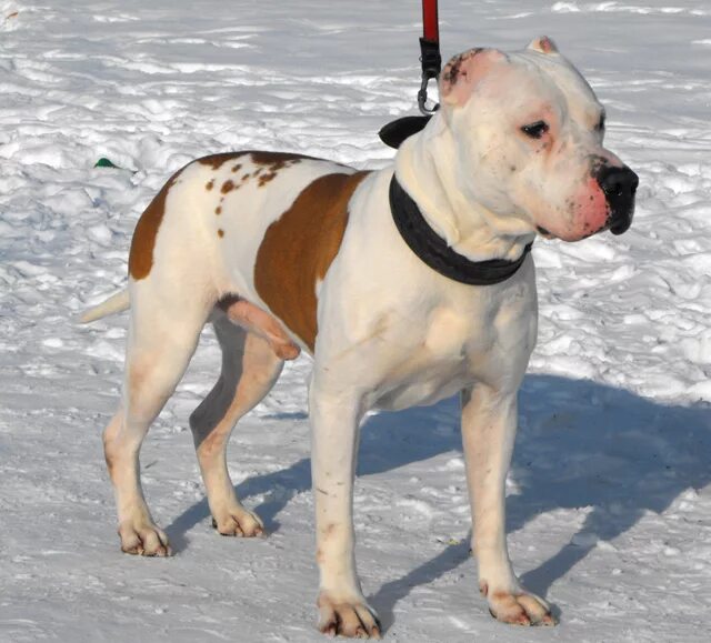 французский бульдог соболиного окраса. бульдог купированный. американский булли и английский бульдог. французский бульдог некупированный. бульдог купированный.