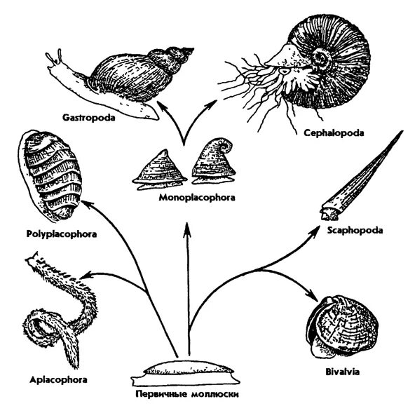 Жизненный цикл моллюсков. Эволюционное Древо моллюсков. Жизненный цикл ракообразных схема. Головоногие моллюски жизненный цикл. Возникновение беспозвоночных