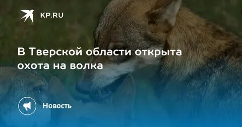 На стадо напали волки