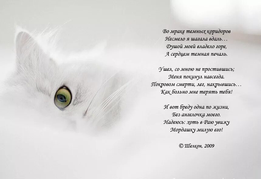 Стихи о котах которые ушли. Стих про кошку. Стих про кошечку. Стихи про кошек красивые. Песня жить без кошки грустно