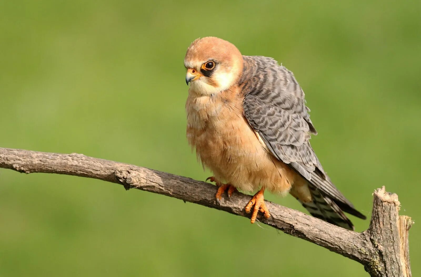 Кобчик пустельга. Красноногий сокол кобчик. Кобчик (falco vespertinus l. Сокол кобчик. Кобчик (falco vespertinus l.