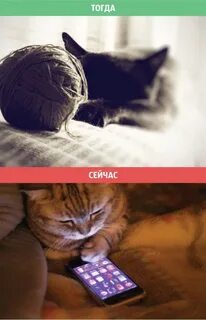 Котики сейчас