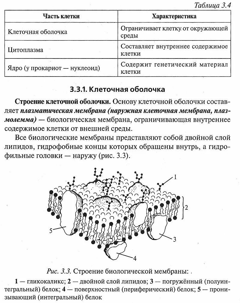 Клетка впр. Строение клеточной оболочки таблица. Строение клетки заполнить схему. Клеточная оболочка особенности строения и функции. Строение клеточной оболочки кратко.