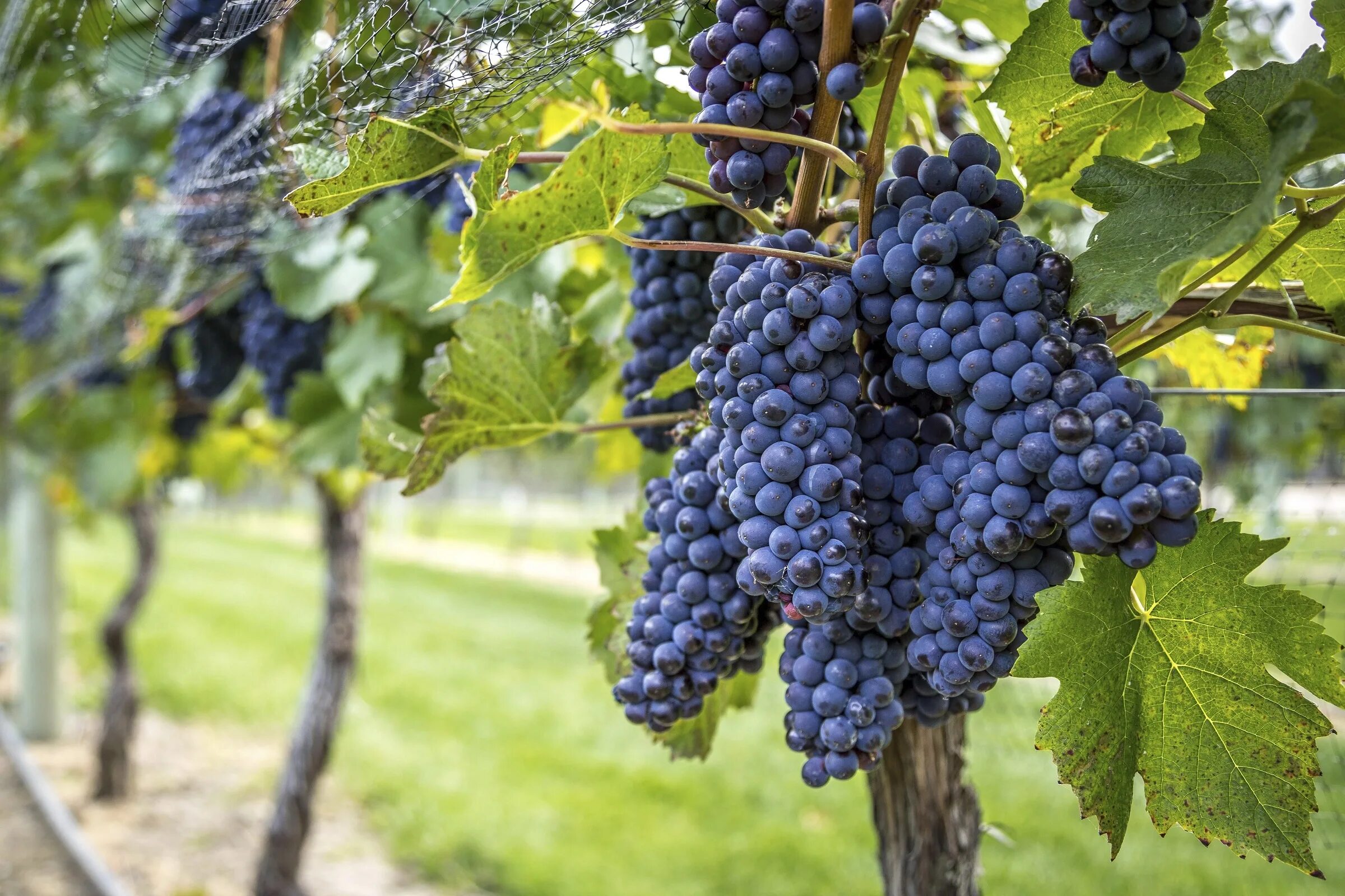 сорт винограда козерог