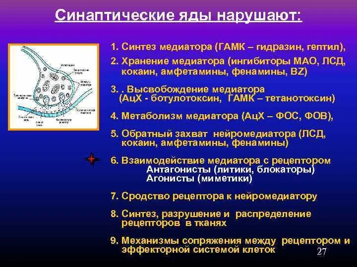 Ингибиторы гамк. Блокаторы синаптической передачи. гамк нейромедиатор синтез. блокаторы синапсов.