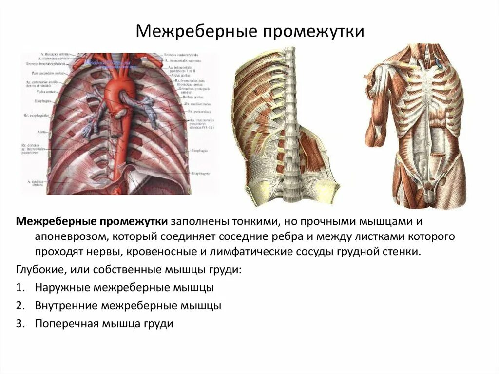 Межреберный промежуток топографическая анатомия. Топография грудной клетки межреберья. Топография межреберных промежутков топографическая анатомия. Межреберные сосуды топография.