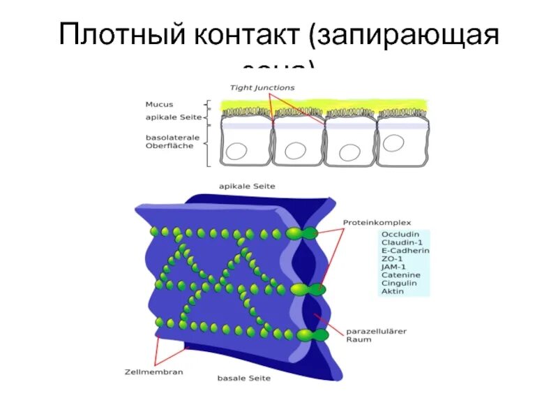 Изолирующий контакт. Плотный межклеточный контакт. Плотный контакт. Плотные клеточные контакты. Плотный запирающий контакт.