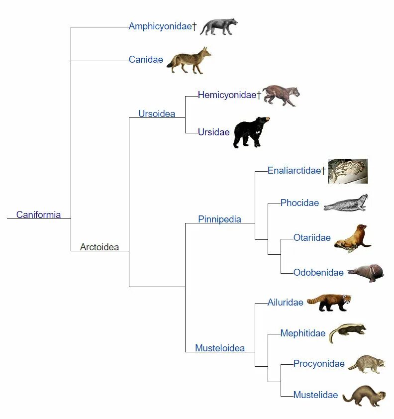Как располагаются группы животных на родословном. Эволюционное Древо животных. Эволюция млекопитающих схема. Эволюционное Древо хищных. Филогения животных.