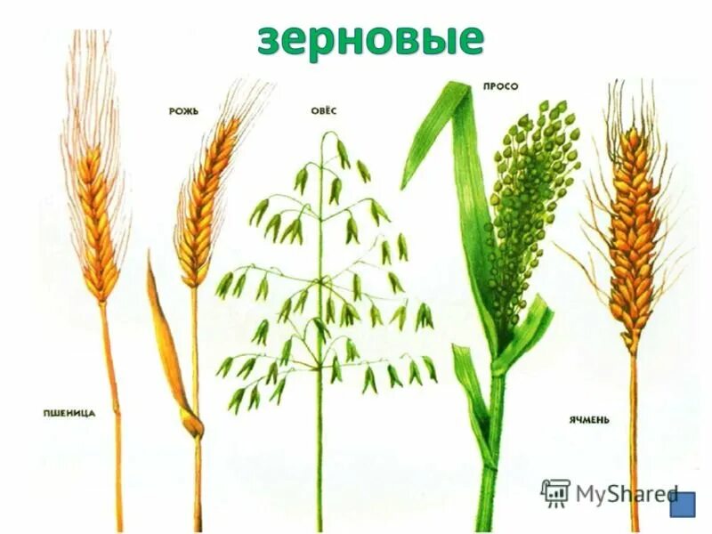 Овес группа растений. Злаки пшеница рожь ячмень. Злаковые (злаки) строение. Строение пшеницы ржи ячменя. Пшеница, рожь, ячмень, овес, кукуруза.