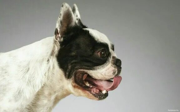 Coffeeeeeee ☕!! French Bulldog Puppy with Crazy Eyes Happy dogs, French bulldog,