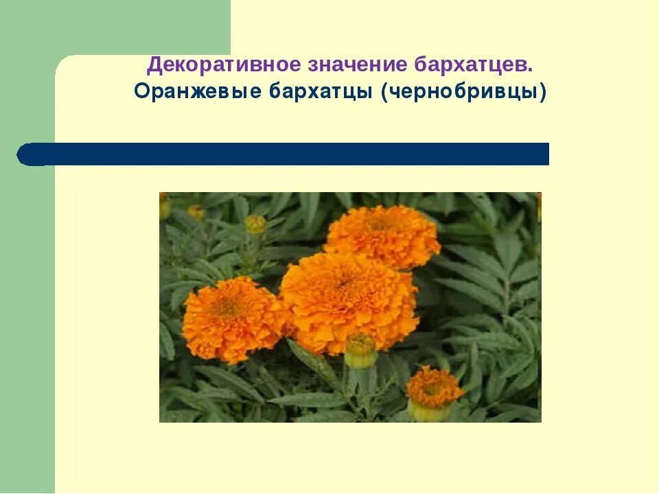 Бархатцы значение цветка. Легенда о бархатцах. бархатцы окружающий. бархатцы листорасположение. бархатцы описание.