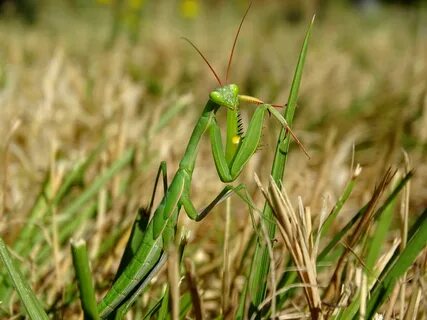 Mantis religiosa in the grass.jpg. 