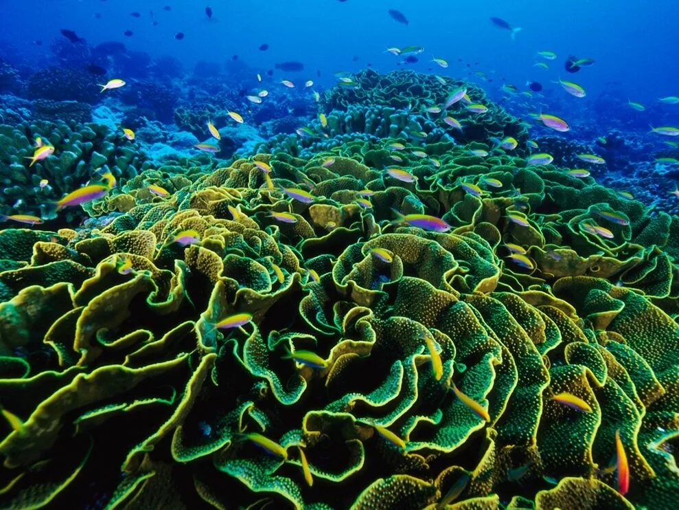 Биомасса фитопланктона в теплых морях больше. Диатомеи водоросли Тихого океана. Перифитонные водоросли.