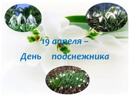 Презентация 19 апреля день подснежника