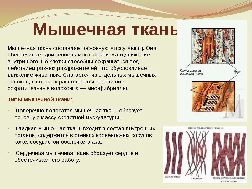 Строение и функции гладкой мышечной ткани животных. Мышечная ткань строение функции 5 класс биология. Строение мышечной ткани 8 класс биология. Мышечная ткань функции и строение 8 класс биология. Мышечные ткани какие