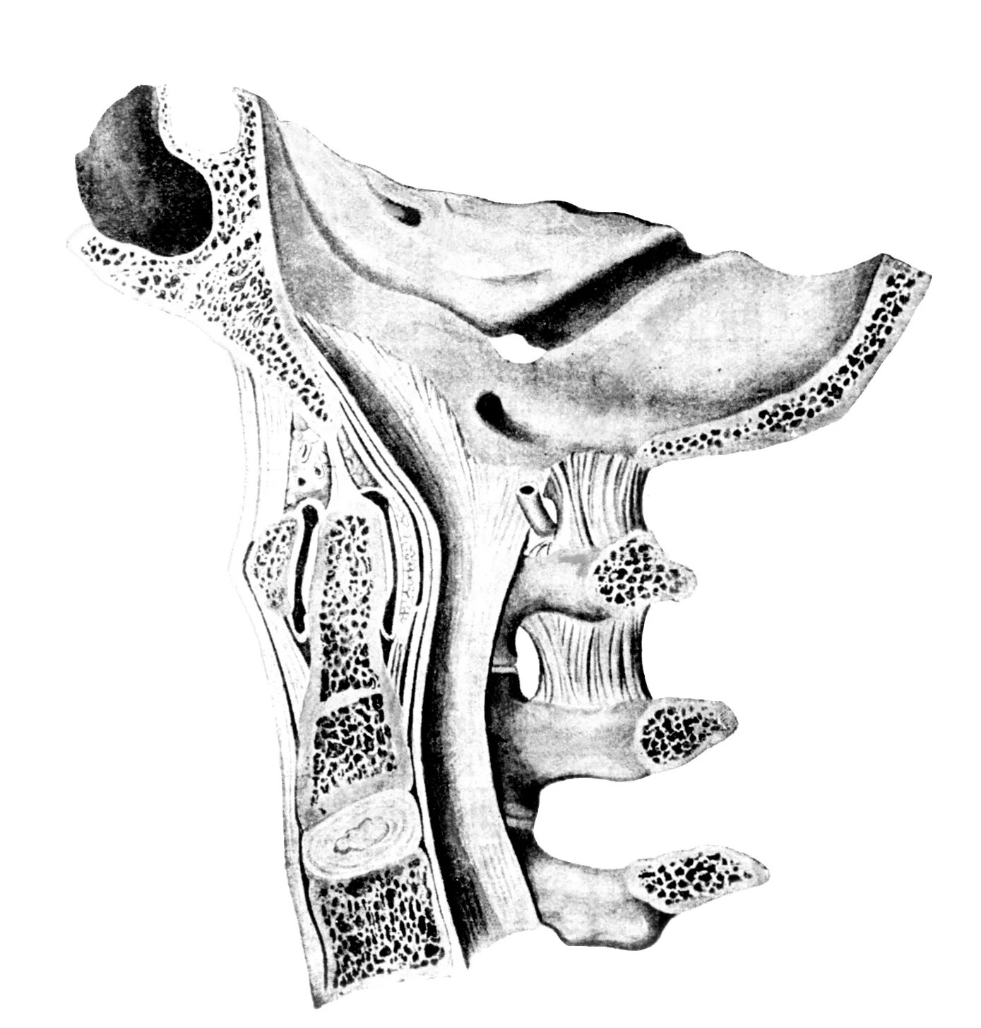Атланто окципитальный сустав. Анатомия атланто затылочного сустава кт. Атлантозатылочный сустав анатомия. Обызвествление связок в атланто-аксиальном суставе.
