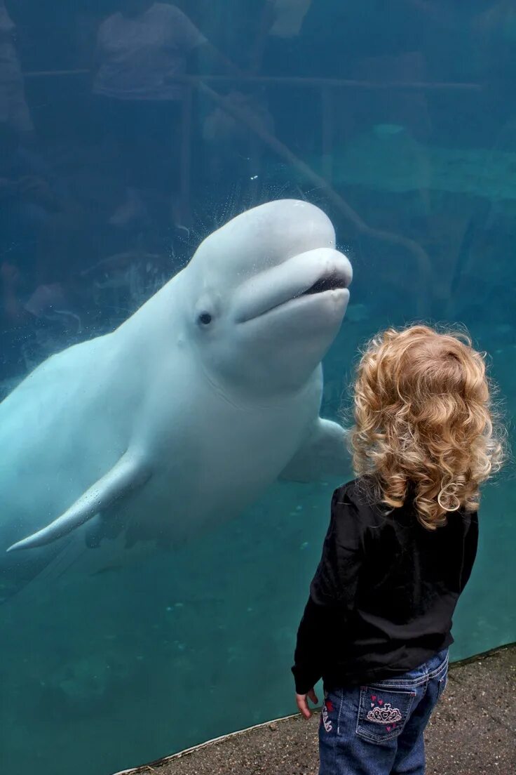 beluga whale - Google Search Beluga whale, Whale, Beluga
