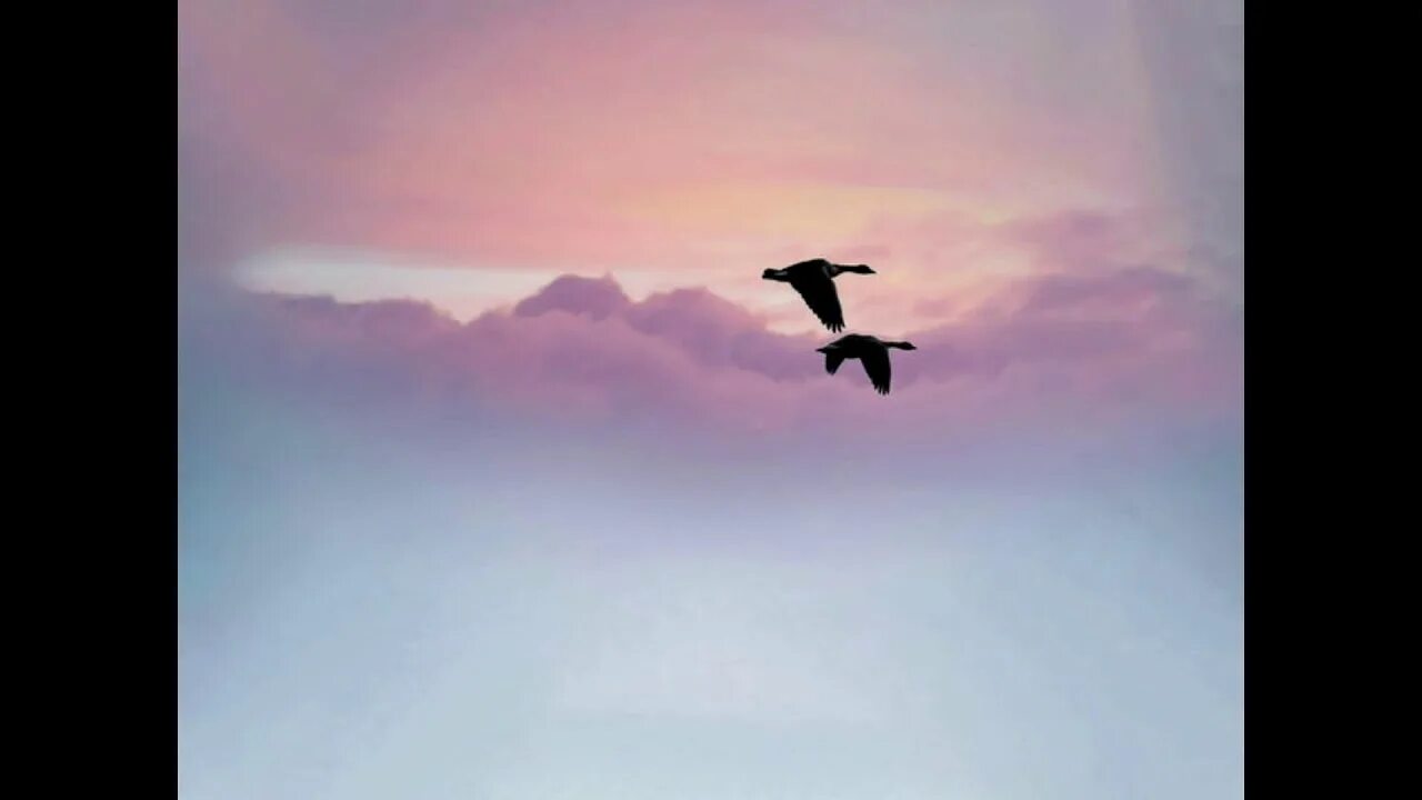 Птица летает спиной вперед. Колибри с хохолком. Птица летает спиной вперед. Миграция колибри. Колибри спит вниз головой.