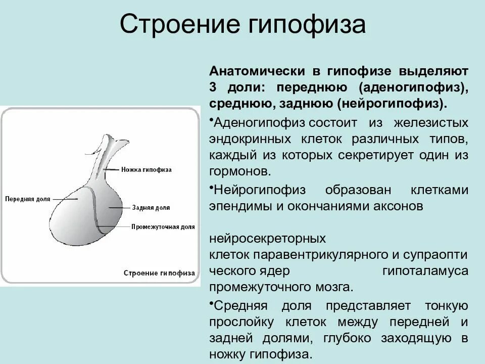 Пример гипофиза. Строение передней доли гипофиза. Гормоны передней доли гипофиза. Гипофиз строение , гормоны передней доли гипофиза. Строение гормонов аденогипофиза.