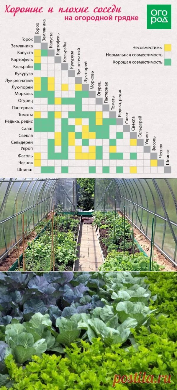 Соседство в теплице. Соседство овощей в теплице. Теплица посадка овощей. Уплотняющие посадки в теплице. Совместимость овощей в теплице.
