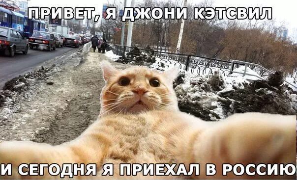 Джонни кэтсвилл мем. Кот джонни кэтсвилл. Всем привет сегодня я хотела. Кот джонни кэтсвилл. Котик на экзамене.