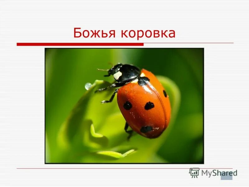 Песня про божью коровку. Презентация на тему Божья коровка. Презентация Божья коровка для дошкольников. Рассказать о Божьей коровке. Проект Божья коровка.