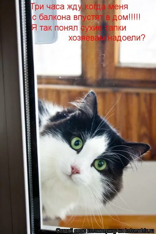 Купила мужу часы сидит ждет когда будет 22 10. Часы пунктуальность. Котлеты исчезают в полночь. Мем с котом и часами. 3 часа ждем.