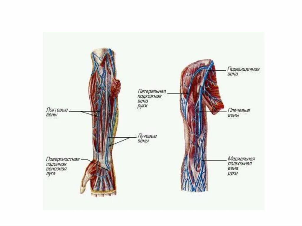 Лучевая подкожная Вена. Медиальная подкожная Вена руки. Вены верхней конечности анатомия схема. Подмышечная Вена анатомия.