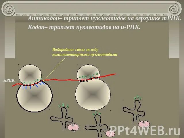 Образование антикодона. Образование антикодона. Биосинтез белка схема. Антикодон это в биологии. Триплет кодон антикодон.