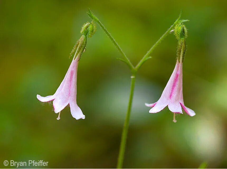 Магазины al haramain perfumes. Легенда о цветке-близнецы дорама актеры. Зарубежные драмы. Twin flower. Twin flower.