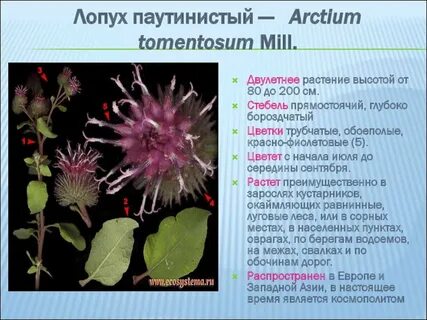 Систематическая группа лопуха