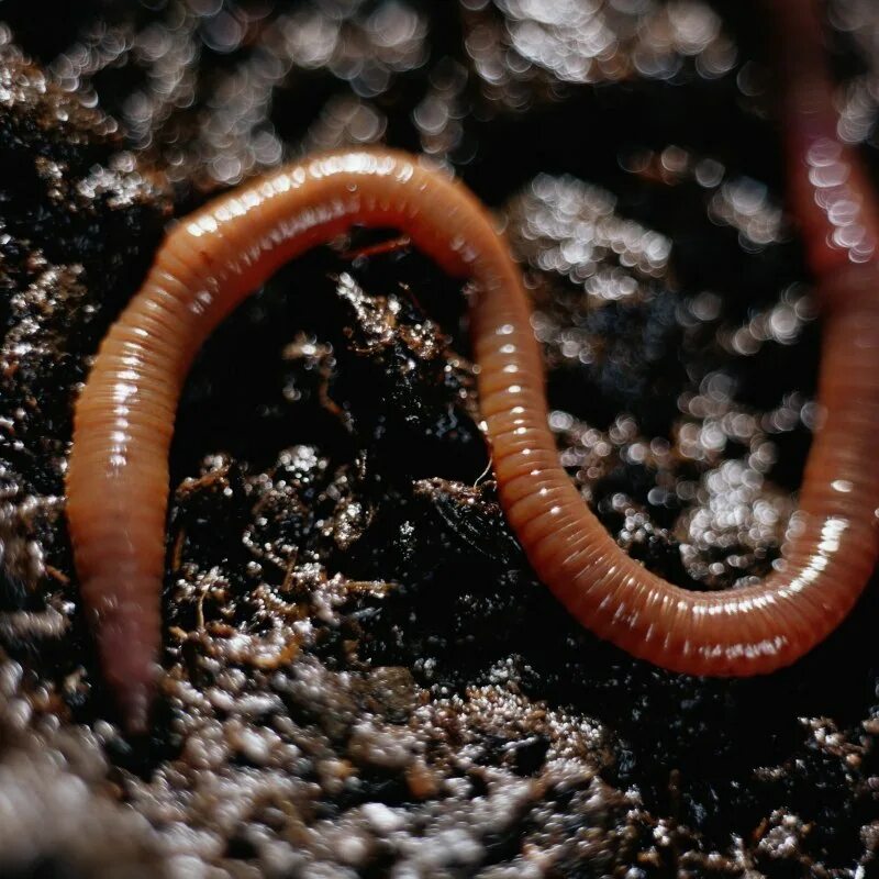 Малощетинковые дождевой червь. Черви земляные и дождевые. Почему появляются черви