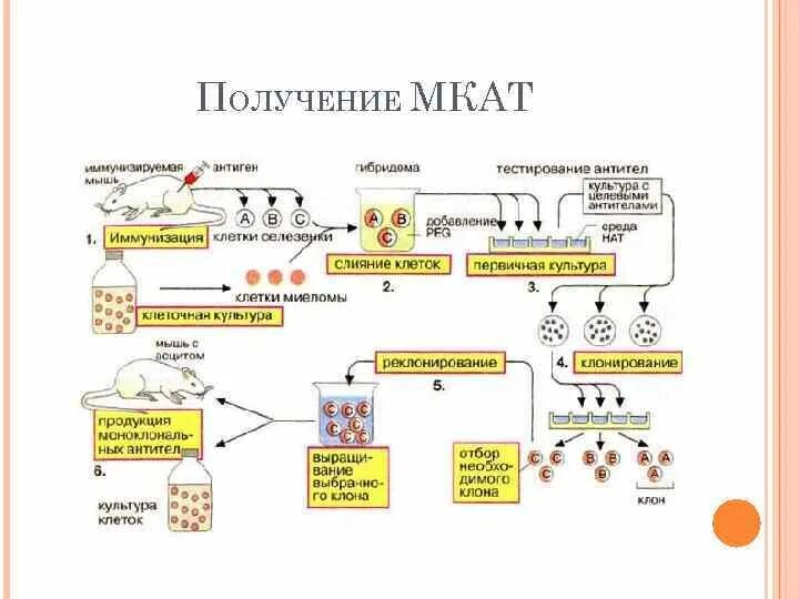 Схема получения моноклональных антител. Гибридомная технология получения антител. Моноклональные антитела Гибридомная технология. Гибридомная технология получения моноклональных антител. Получение гибридов на основе соединения