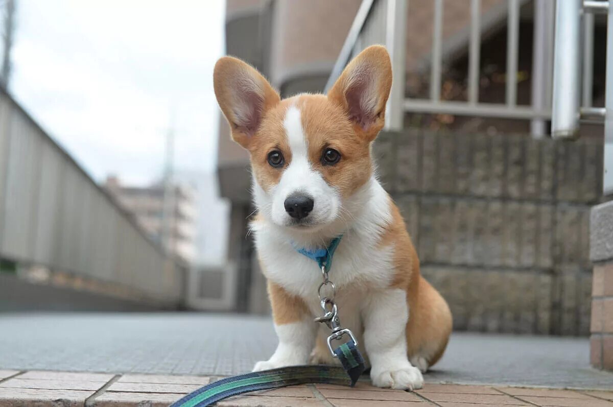 сколько живут собаки корги. щенки вельш корги пемброк. корги пемброк рэд барон. корги гладкошерстный. сколько живут собаки корги.