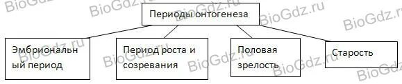 От чего зависит продолжительность жизни животных? Аргументы и Факты