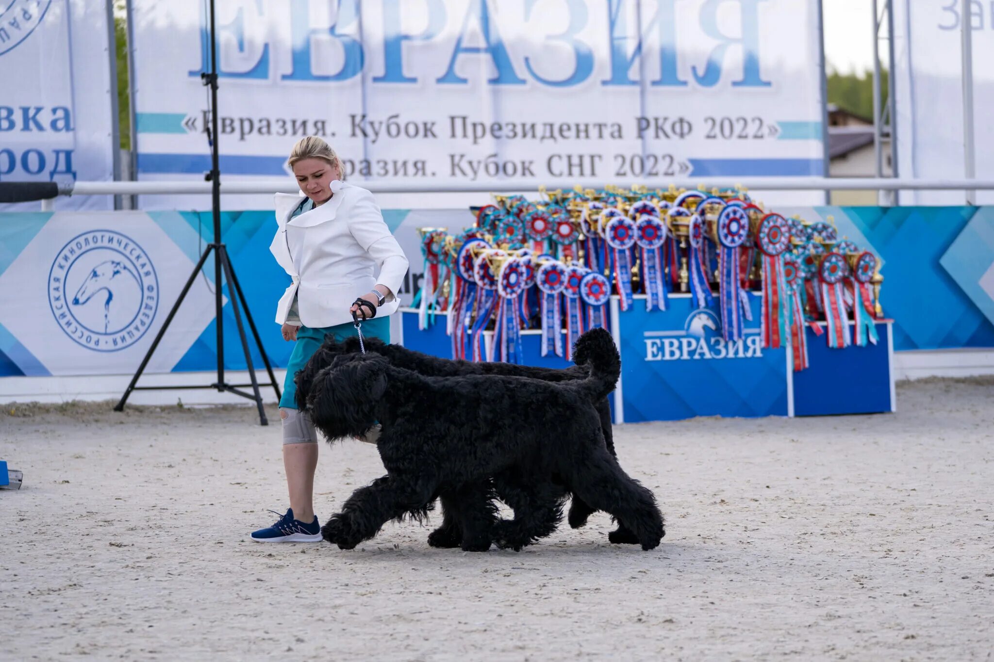 Выставка собак 2022. Евразия 2022 выставка собак. На выставке собак. Выставочные собаки 2022. Выставка собак Евразия.