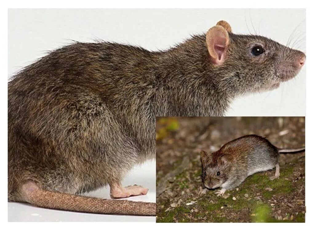 Шерстистая крыса. Интересные факты о мышах и крысах. Как отличить мышь