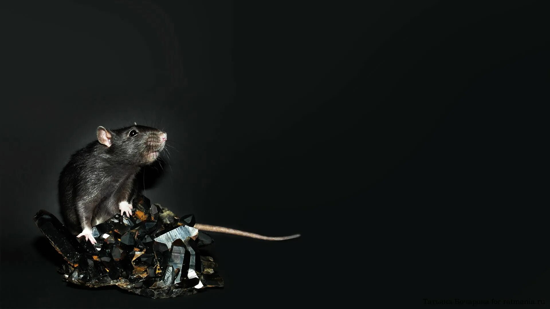 Рабочая мышь. Крыса. Обои с крысами. Мышка. Черная крыса.