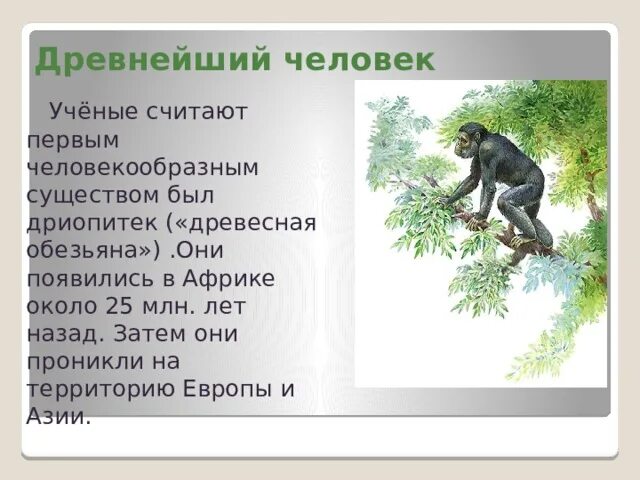 Адаптации приматов к древесному образу. Адаптации приматов к древесному образу