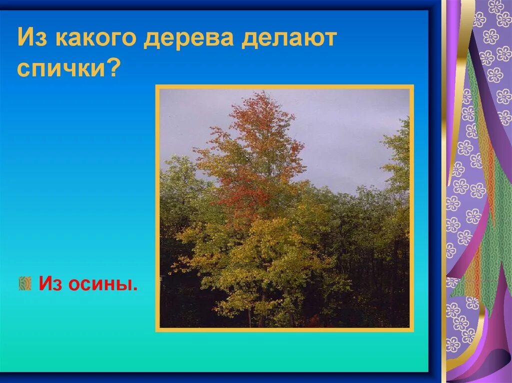 Какого дерева почесть. Из какого дерева делают спички. из какого дерева желают списки. из древесины какого дерева делают спички. спички изготавливают из древесины.