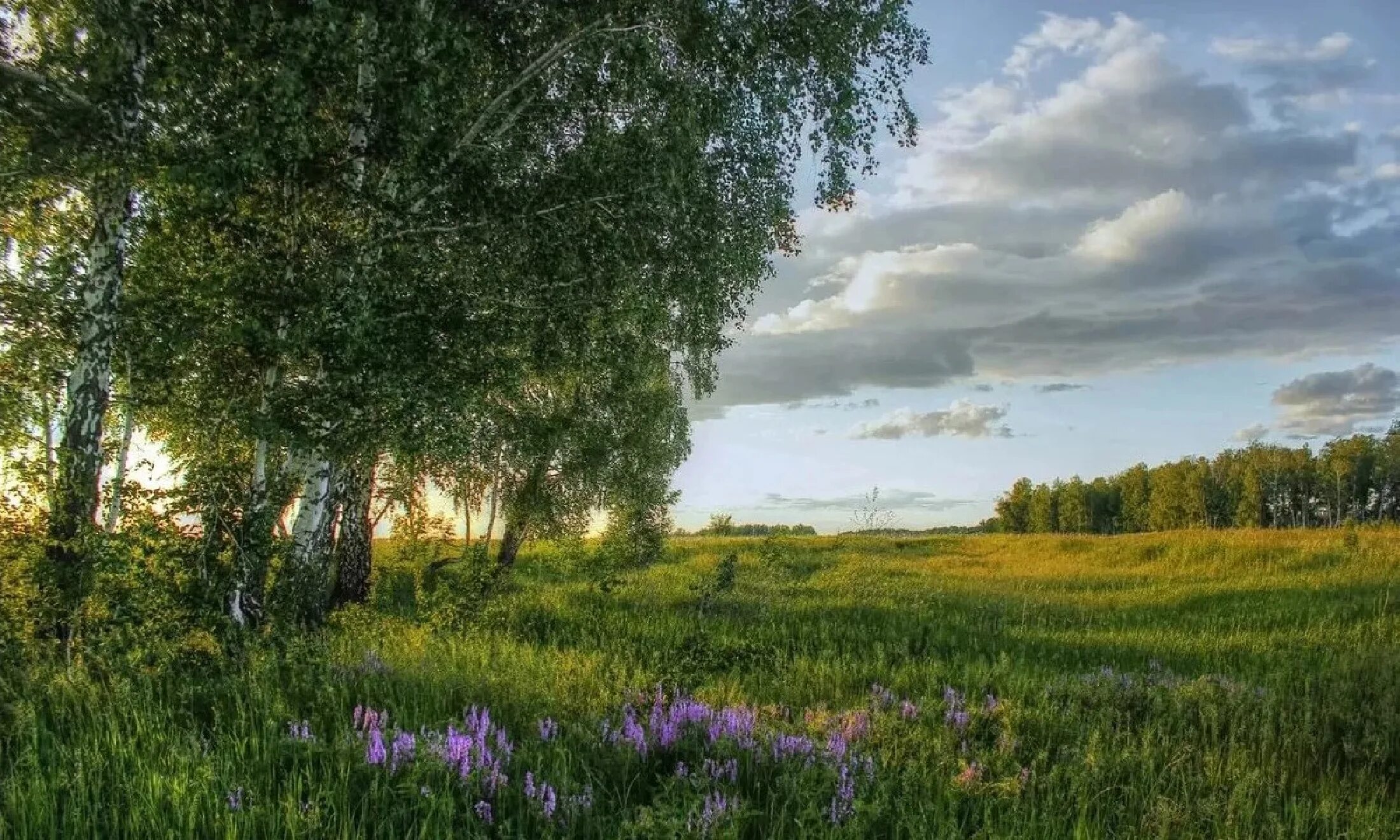 стихотворение журавленок. березы яркое солнце. песня тепло родины. родины тепло – огня жарче. деревенский пейзаж.