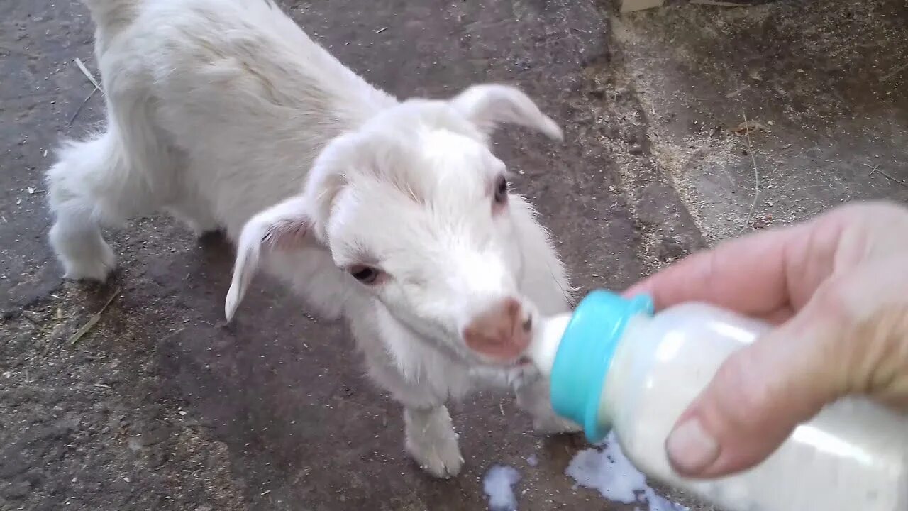 Кормление новорожденных козлят. Кормление козленка. Козлята и молоко. Бутылочка для козлят. Козлята для молока.
