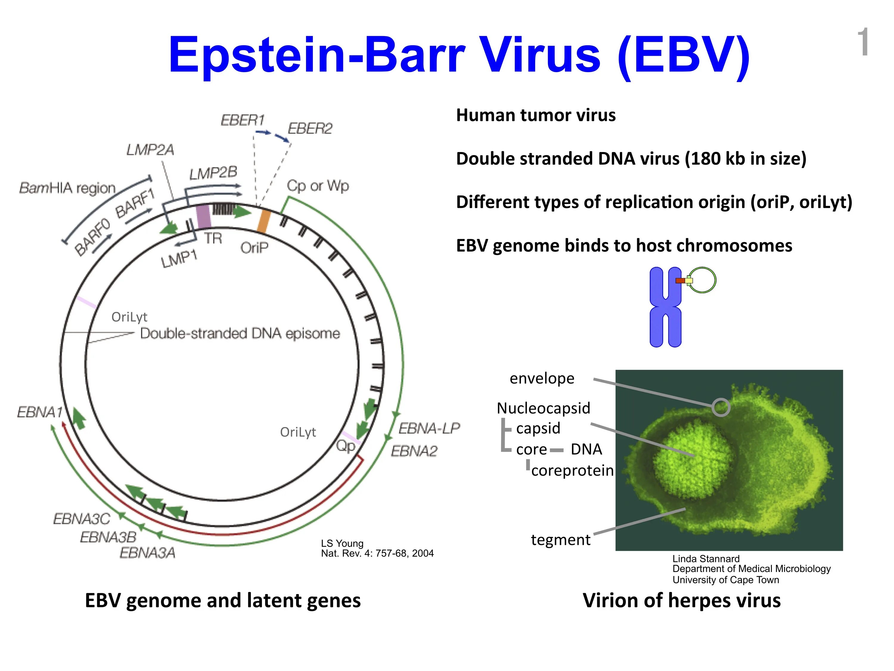 Epstein barr virus положительный. Строение вируса Эпштейна-Барр. Вирус Эпштейна-Барр структура. Вирус Эпштейна-Барр антигенная структура. Вэб вирус Эпштейна Барр.