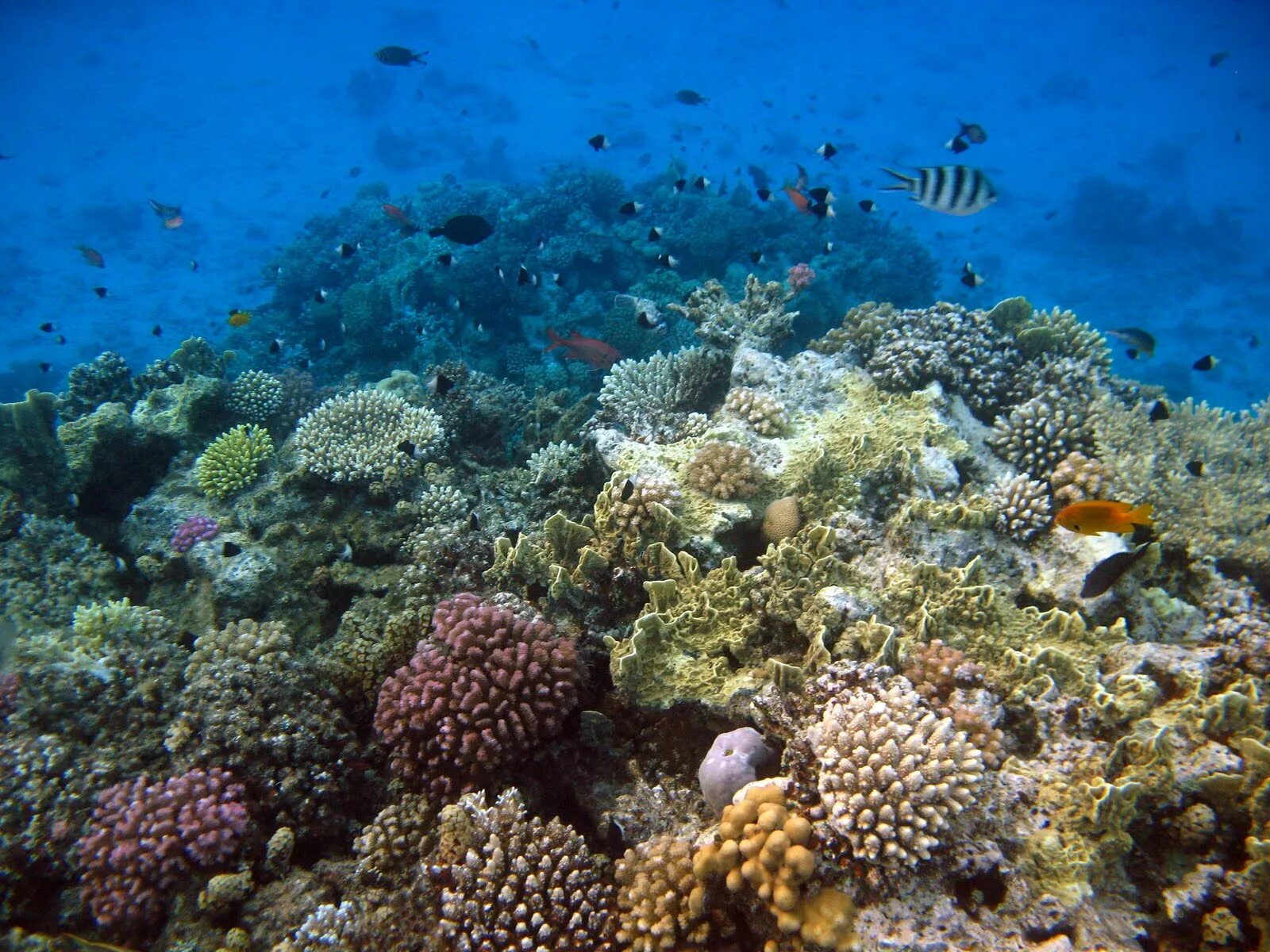 Рифа шейха. Подводный риф шарм-эль-шейх. Подводный риф шарм-эль-шейх. Красное море шарм-эль-шейх. Рифа шейха.