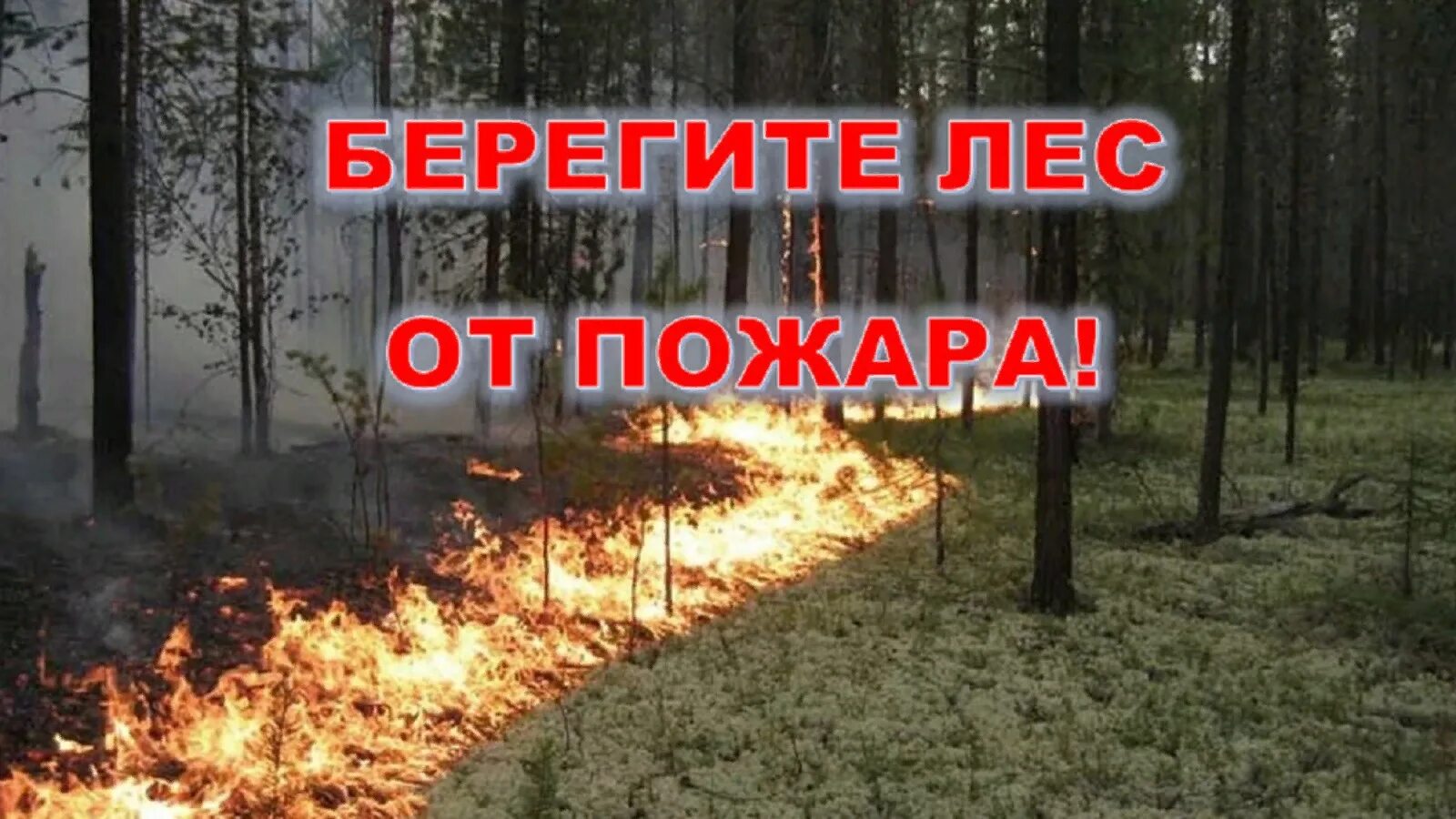 В связи с потеплением. Противопожарные аншлаги в лесу. Берегите лес. Беречь лес от пожара. Береги лес от пожара.
