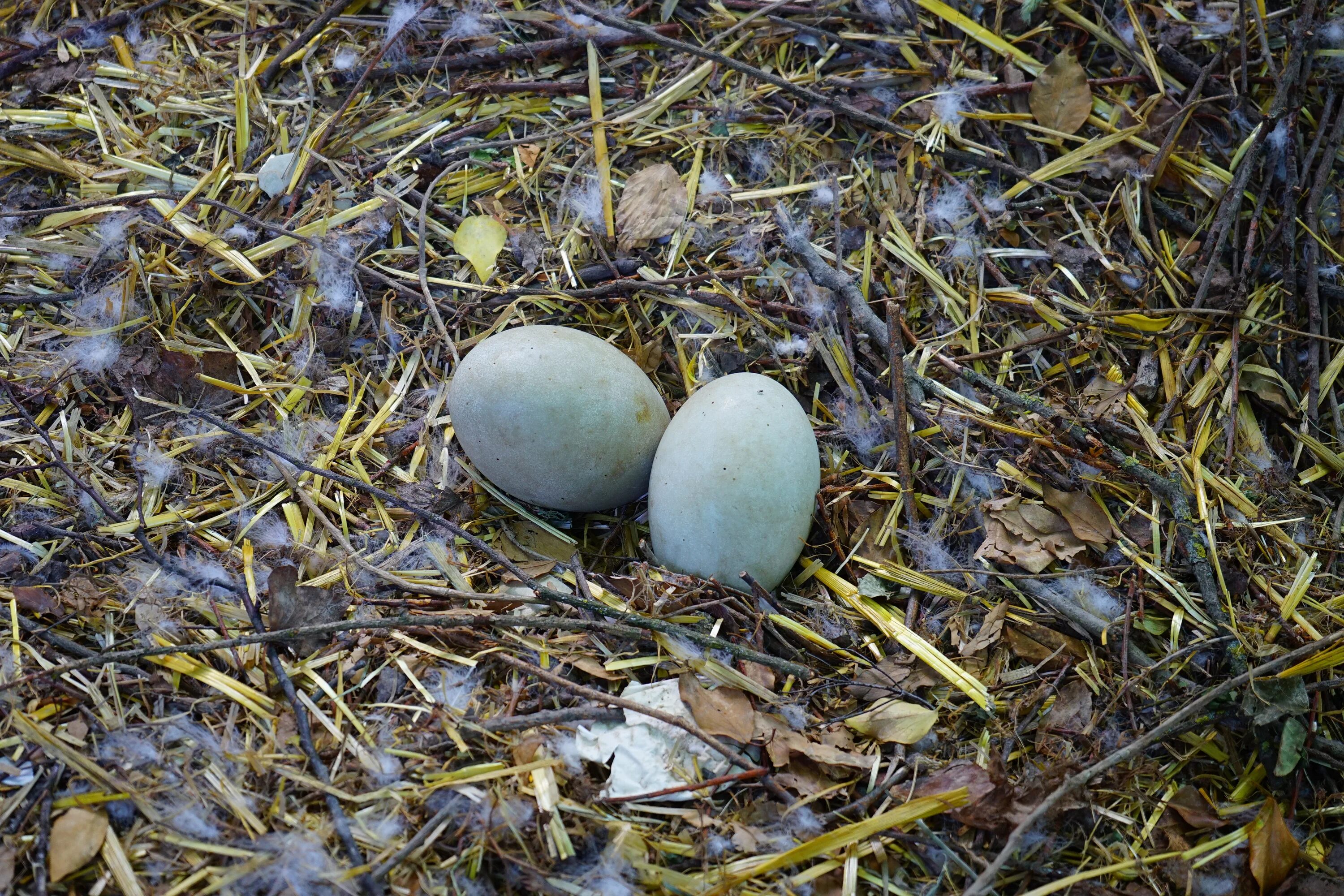 Яйцо лебедя шипуна. Лебедь высиживает яйца. Яйца лебедя в гнезде. Яйца птиц. Bird яйца