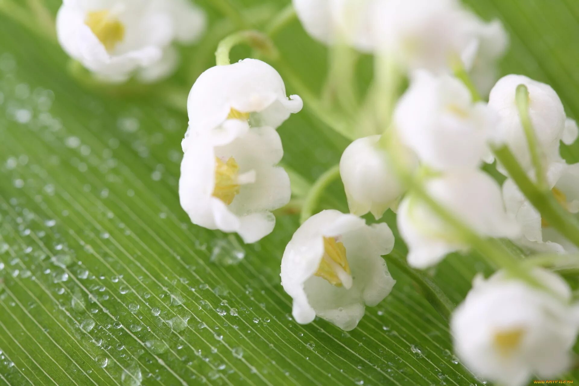 белый цветок май. белые цветы цветут в мае. ландыш махровый. белый цветок май. нежные ландыши.