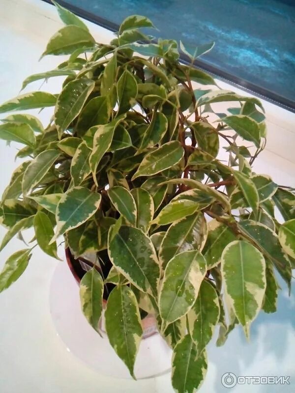 Подари фикус. Подари фикус. Фикус каучуконосный суеверия. Подари фикус. Фикус каучуконосный 2 метра.