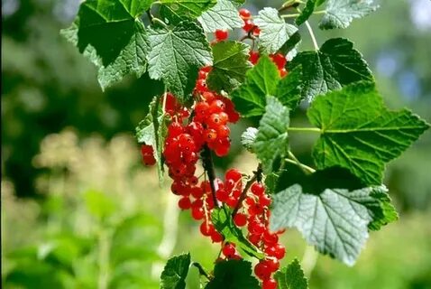 Красная смородина клип