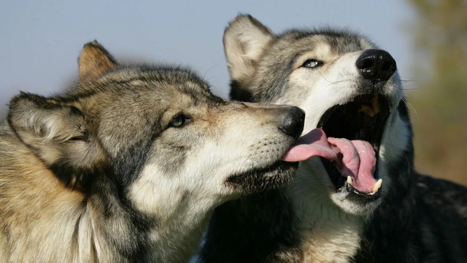 Полюбить волка. Волчица картинки. Волчий поцелуй. Любовь животных. Волчица одна.